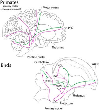 Cristián Gutiérrez-Ibáñez, Andrew N. Iwaniuk, Douglas R. Wylie (2018) in Scientific Reports/Creative Commons 4.0 Cristián Gutiérrez-Ibáñez, Andrew N. Iwaniuk, Douglas R. Wylie (2018) in Scientific Reports/Creative Commons 4.0