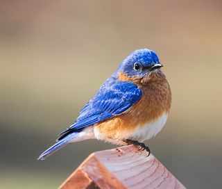 A Passion for Bluebirds  Psychology Today Canada