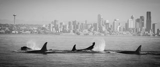 Provided with permission by Candice Emmons of the National Oceanographic and Atmospheric Administration's Northwest Fisheries Science Center Provided with permission by Candice Emmons of the National Oceanographic and Atmospheric Administration's Northwest Fisheries Science Center