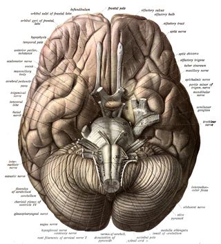 Harvard University Department of Psychology - Wikipedia