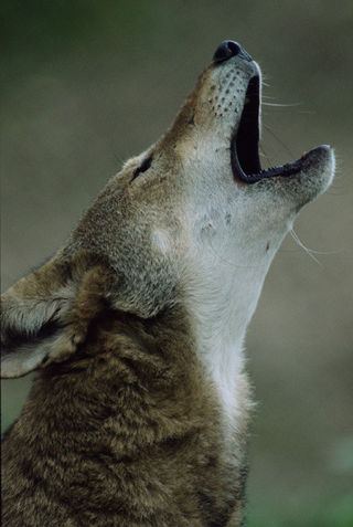 wolf howling