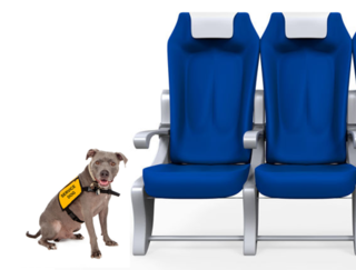 Dog by Susan Richey-Schmitz/123RF; Seat by Nerthuz/123RF