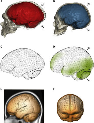 "Neandertal Introgression Sheds Light on Modern Human Endocranial Globularity" by Gunz et al. (Current Biology, 2018) "Neandertal Introgression Sheds Light on Modern Human Endocranial Globularity" by Gunz et al. (Current Biology, 2018)