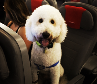 Here's Why There Will Be a Lot Fewer Animals on Planes | Psychology Today