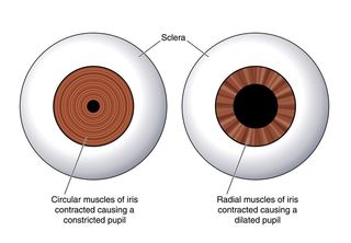 Pupil Dilation May Signal Deception