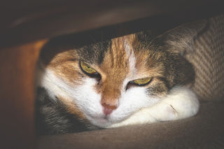 How To Find A Missing Cat | Psychology Today