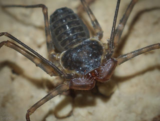 The Arachnid That Smells With Its Legs | Psychology Today