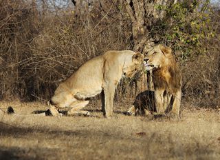 Who's the Daddy? For Lion Cubs, It's Safer Not to Know ...