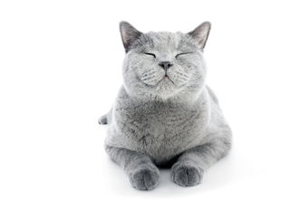 Photocreo Michal Bednarek Shutterstock Photocreo Michal Bednarek Shutterstock