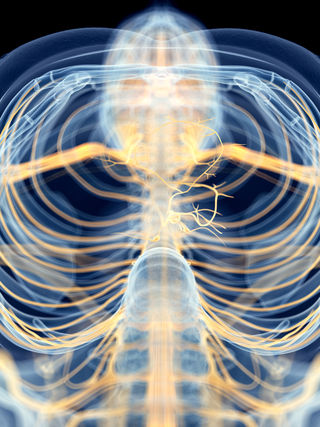 Vagus nerve in yellow. 
Source: Sebastian Kaulitzki/Shutterstock