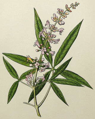O. Penzig). File from the Biodiversity Heritage Library, licensed under the Creative Commons Attribution 2.0 Generic license. O. Penzig). File from the Biodiversity Heritage Library, licensed under the Creative Commons Attribution 2.0 Generic license.