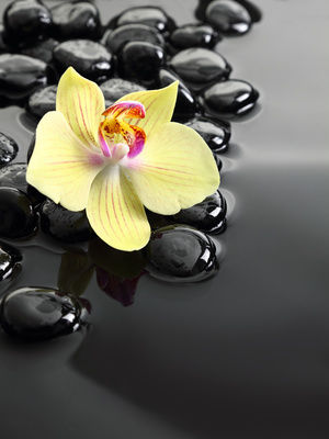 Purchased from Fotolia