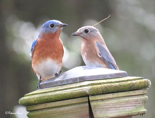 Why Do Female Birds Sing?