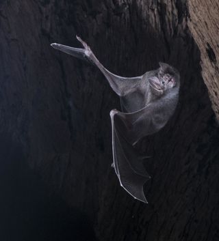 vampire bat hanging upside down