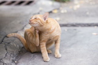 Pongpon Rinthaisong/ID: 97073559/@123RF Pongpon Rinthaisong/ID: 97073559/@123RF
