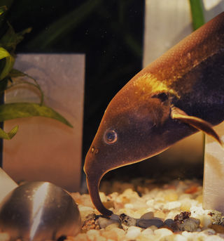 Elephant Nose Fish · Tennessee Aquarium