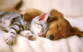 Dogs and Cats Can Live Happily Together 