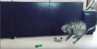 Animalia via YouTube Animalia via YouTube