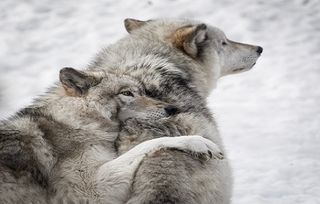 wolves in love