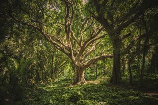Public domain photo by veeterzy via Good Free Photos Public domain photo by veeterzy via Good Free Photos