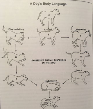  Michael W. Fox, Behaviour of Wolves, Dogs and Related Canids.
