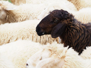 Is Your Estranged Adult Child The Black Sheep Of The Family