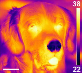Anna Bálint et al. "Dogs can sense weak thermal radiation." Open access.