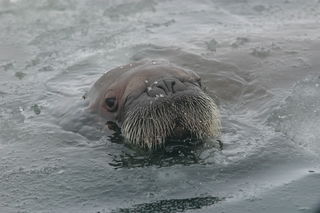 Joel Garlich-Miller, U.S. Fish and Wildlife Service / Public domain. Joel Garlich-Miller, U.S. Fish and Wildlife Service / Public domain.