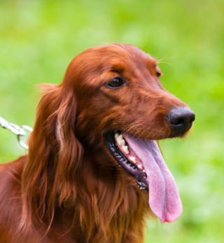 working irish setter puppies for sale