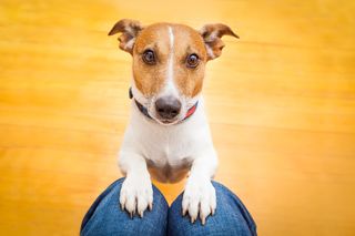 iStock/damedesso iStock/damedesso