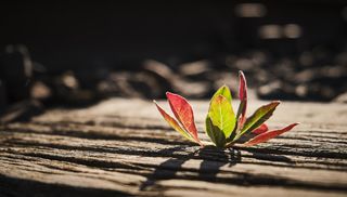 Image by Daniel Kirsch from Pixabay
