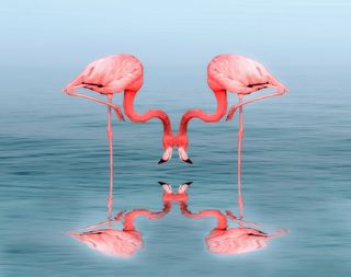 What Can Flamingos Teach Us About Friendship? | Psychology Today