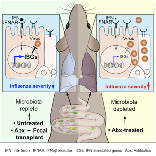 Microbiota-Driven Tonic Interferon Signals in Lung Stromal Cells Protect from Influenza Virus Infection. Cell Reports. 2 July 2019, 28(1), 245-256. Microbiota-Driven Tonic Interferon Signals in Lung Stromal Cells Protect from Influenza Virus Infection. Cell Reports. 2 July 2019, 28(1), 245-256.