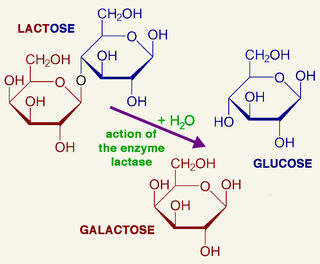 lactase enzyme diagram