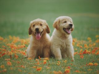The Health Benefits of Pet Love | Psychology Today