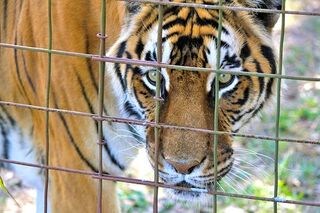 A Deeper Sympathy for the Plight of Captive Animals | Psychology Today