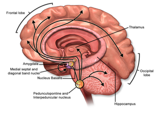 File:Phases of sexual arousal and female orgasm.png - Wikimedia Commons