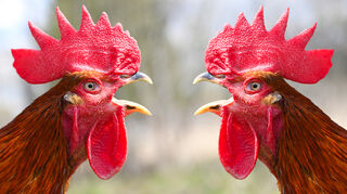 [Image: roosters.jpg?itok=xOQ9bHc9]