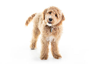 Lolpolo/Shutterstock Lolpolo/Shutterstock