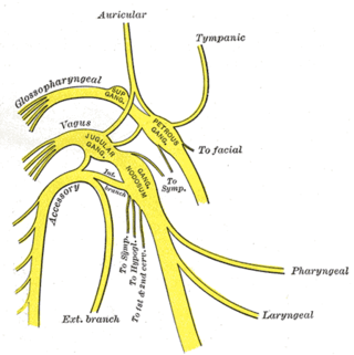Gray's Anatomy (1918)/Public Domain Gray's Anatomy (1918)/Public Domain