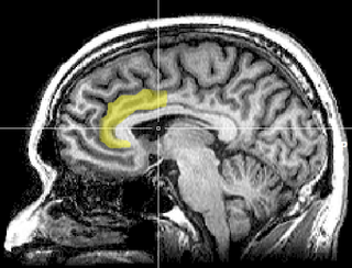 Prefrontal cortex, amygdala, and threat processing: implications