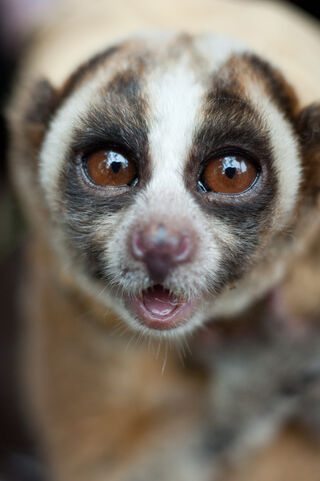 baby javan slow loris