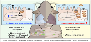 Bradley, K. C., Finsterbusch, K., Schnepf, D., et al: Microbiota-Driven Tonic Interferon Signals in Lung Stromal Cells Protect from Influenza Virus Infection. Cell Reports. 2 July 2019, 28(1), 245-256. doi: 10.1016/j.celrep.2019.05.105