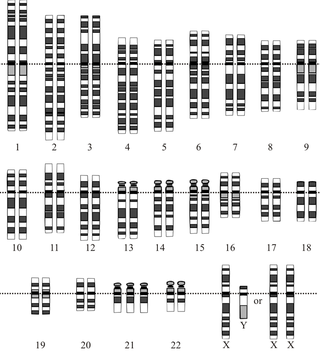 Human Genome Project. Public domain.