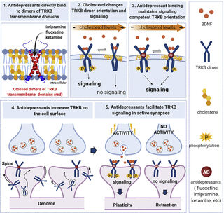 antidepressants mechanism of action