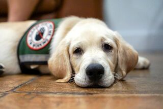 How Do Seizure Alert Dogs Know That A Seizure Is Coming Psychology Today