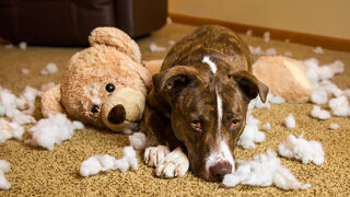 "Eviscerated" by Sheila Sund/Flickr, licensed under CC BY 2.0 "Eviscerated" by Sheila Sund/Flickr, licensed under CC BY 2.0