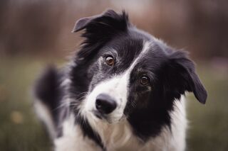 why do dogs turn their heads sideways when you talk to them