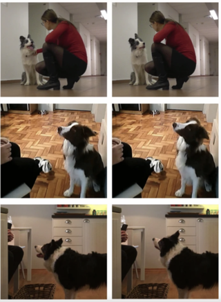  "An exploratory analysis of head-tilting in dogs," open access.