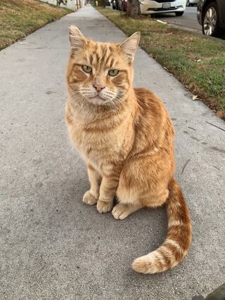 Cats are deals like toddlers